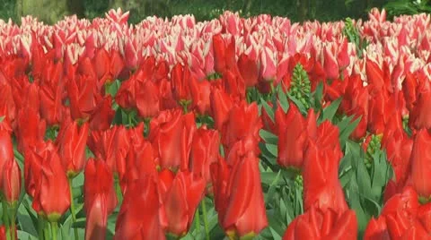 Pink and red tulips Stock Footage 10740255