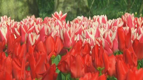 Pink and red tulips Stock Footage 10740271