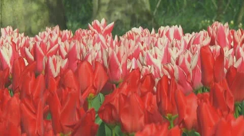 Pink and red tulips Stock Footage 10742487