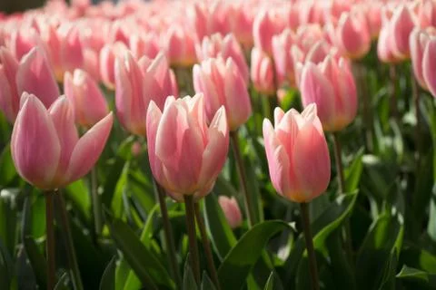 Pink and rose colored tulip flowers in a garden in Lisse, Netherlands, Europe Foto stock