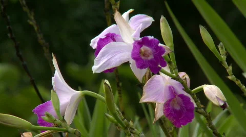 Pink and Violet Orchids Video stock 608690