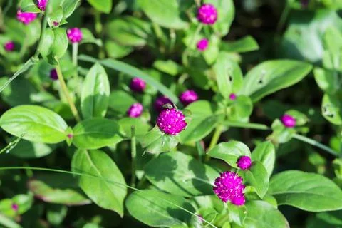 Pink and Violet tiny flower with green leaves, natural forest wild flower Stock Photos