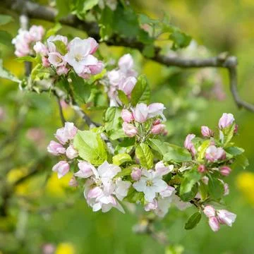 Pink and white apple blossoms with yellow spring flowers in the background Stock Photos