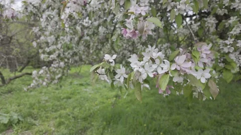 Pink and white apple tree blossoms move slowly in the light breeze. Stock Footage 335028667