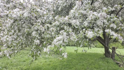 Pink and white apple tree blossoms sway slowly in the light breeze. The flo.. Stock Footage 335028705