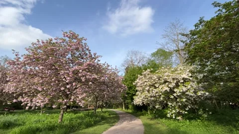 Pink and white cherry trees in bloom in a park Stock Footage 240135678
