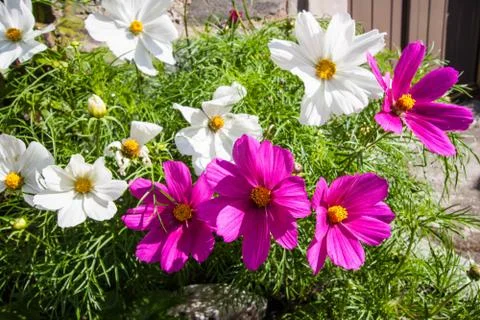 Pink and white cosmos flowers in the sunshine close up Stock Photos
