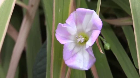 Pink And White Flower Видео 69233853