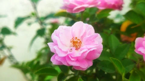 Pink and white flower Stock Footage 272192902
