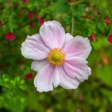 Pink and white flower with yellow center against a green background Stock Photos