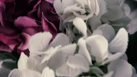 Pink and white hydrangea flowers 스톡 동영상 104657155