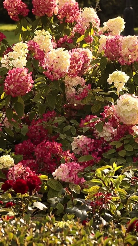 Pink and white hydrangea flowers swaying in the breeze in a sunny garden Stock Footage 341331151