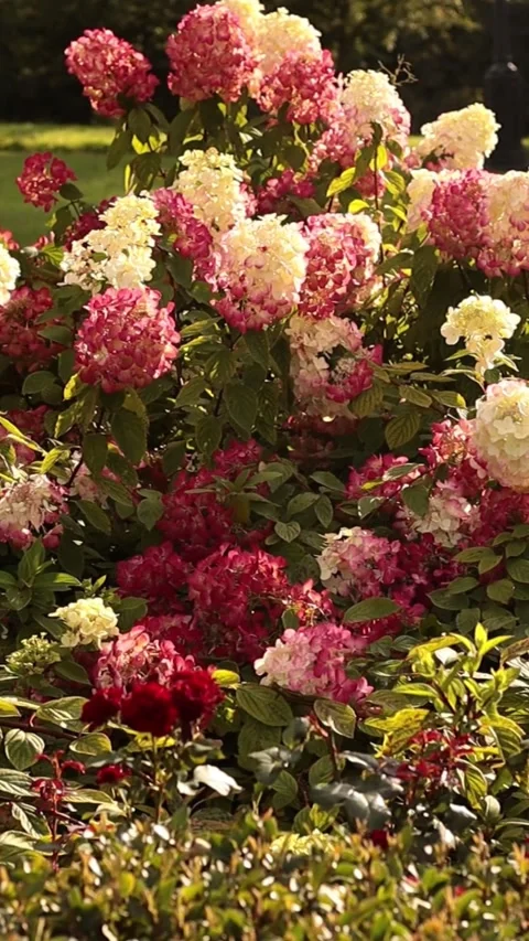 Pink and white hydrangea flowers swaying in the breeze in a sunny garden 스톡 동영상 344041818