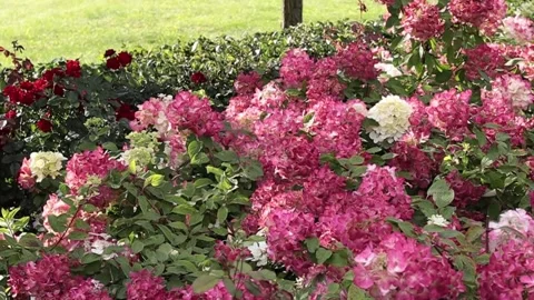 Pink and white hydrangea flowers swaying in the breeze in a sunny garden 스톡 동영상 344041837