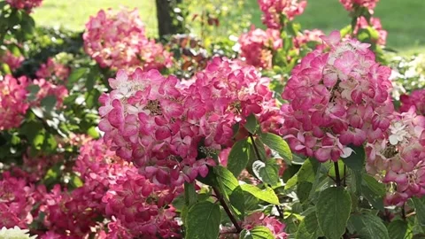 Pink and white hydrangea flowers swaying in the breeze in a sunny garden 스톡 동영상 344042112