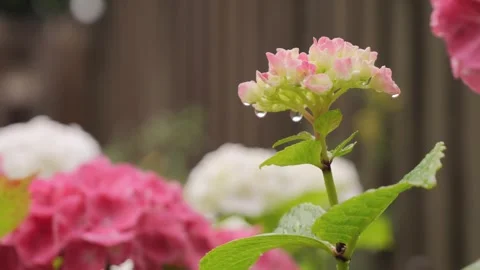 Pink and white hydrangea Stock Footage 317459816