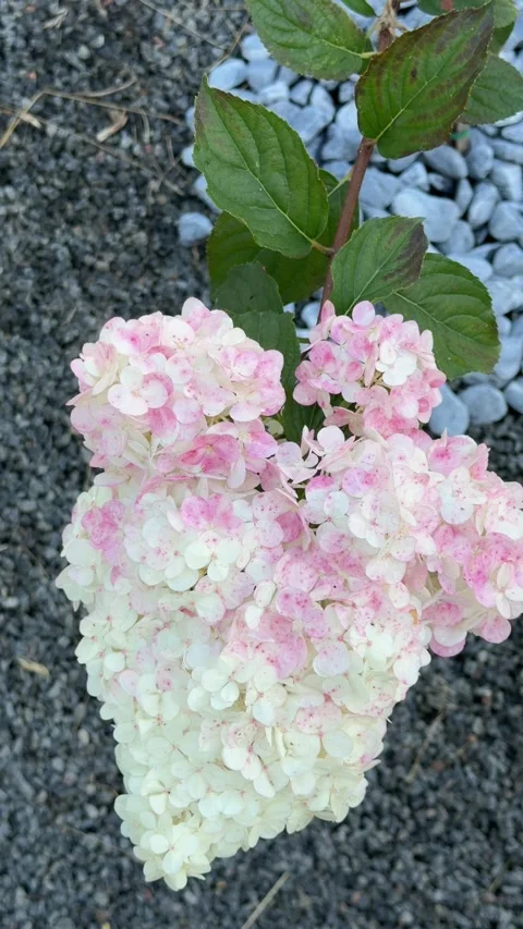 Pink and white hydrangea paniculata blooming Stock Footage 339603118