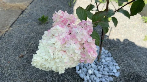 Pink and white hydrangea paniculata flower blooming Stock Footage 339603125