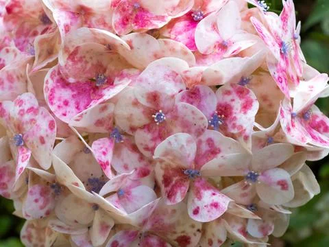 Pink and white hydrangea Stock Photos