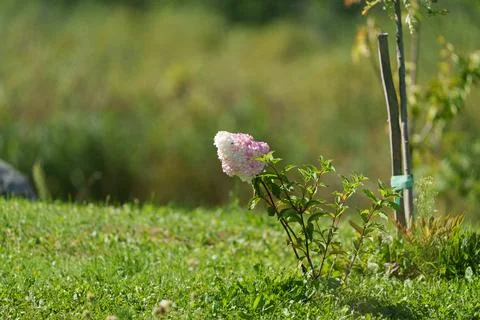 Pink and white hydrangea. Stock-Fotos