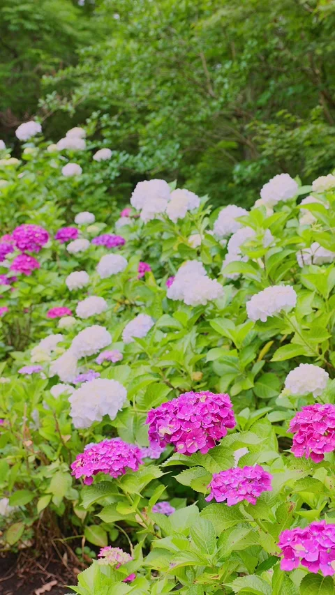Pink and white hydrangeas blooming in a lush green garden Stock Footage 337678613