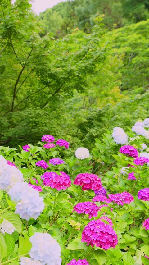 Pink and white hydrangeas blooming in a lush green garden Видео 337678628