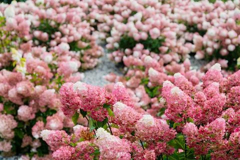 Pink and White Hydrangeas in Full Bloom - Close-Up: Delicate Petals of a Wh.. Stock Photos