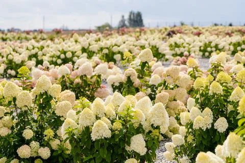Pink and White Hydrangeas in Full Bloom Stock Photos