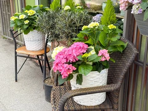 Pink and white hydrangeas with olive trees and cypress plants arranged outsid Stock Photos