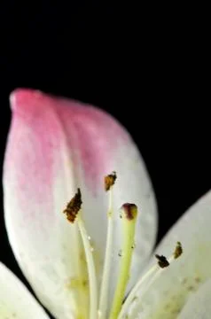 Pink and white lily in marco Stock Photos