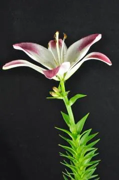 Pink and white lily in marco Stock Photos