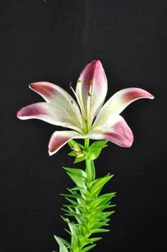 Pink and white lily in marco Stock Photos