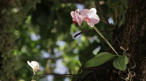 Pink and white orchids Stock Footage 59515743