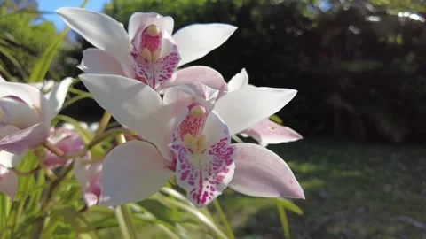 Pink and White Orchids Stock Footage 312202675