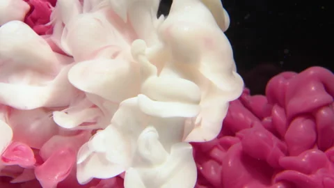 Pink and White paint ink drops in water. Inky cloud Abstract isolated and smokey 動画素材 145679652