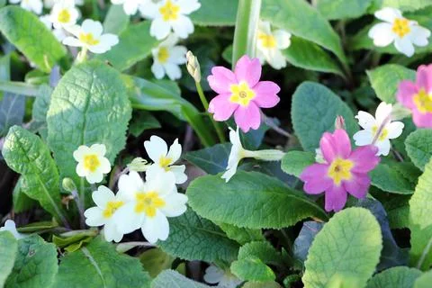 Pink and white primrose flowers blooming in a spring garden Stock Photos