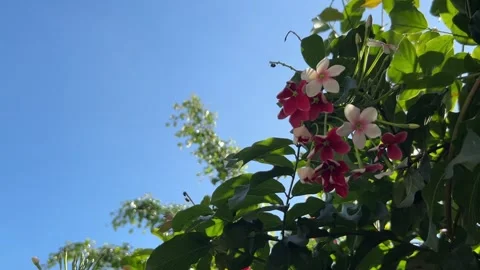 Pink and White Rangoon Creeper Flowers Against Clear Blue Sky Stock Footage 340156307