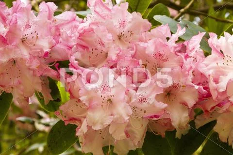 Pink and white rhododendron of the variety Dawn's Delight Stock Photos