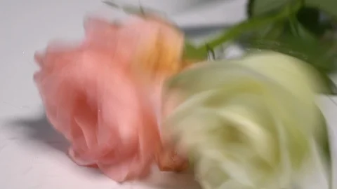 A pink and a white rose falling onto a white surface splashing dew Stock Footage 123583878