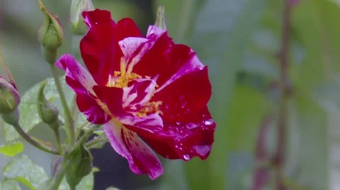 Pink and white rose wind swinging Stock Footage 58286609