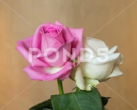 Pink and white rosebuds in natural light, with petals just beginning to turn Stock Photos