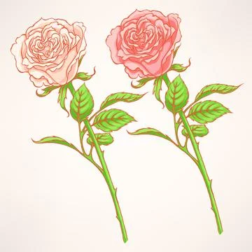 Pink and white roses Stock Illustration