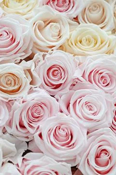 Pink and white roses in patterns as background. Fotos Stock