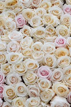 Pink and white roses in patterns as background. Stock Photos