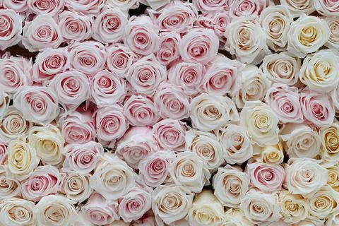 Pink and white roses in patterns as background. Stock Photos