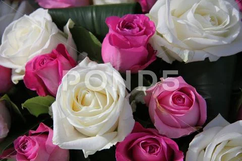 Pink and white roses Stock Photos