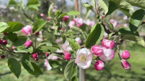 Pink and white spring apple blossom flowers and buds on tree twig moving in wind Stock Footage 274920258
