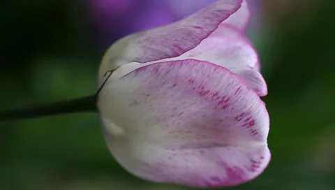 Pink and white tulip close-up vertical Stock Footage 11019796