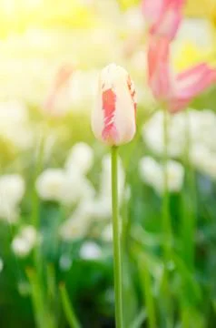Pink and white tulip flowers Photos