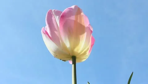 Pink and white tulip Stock Footage 11019718